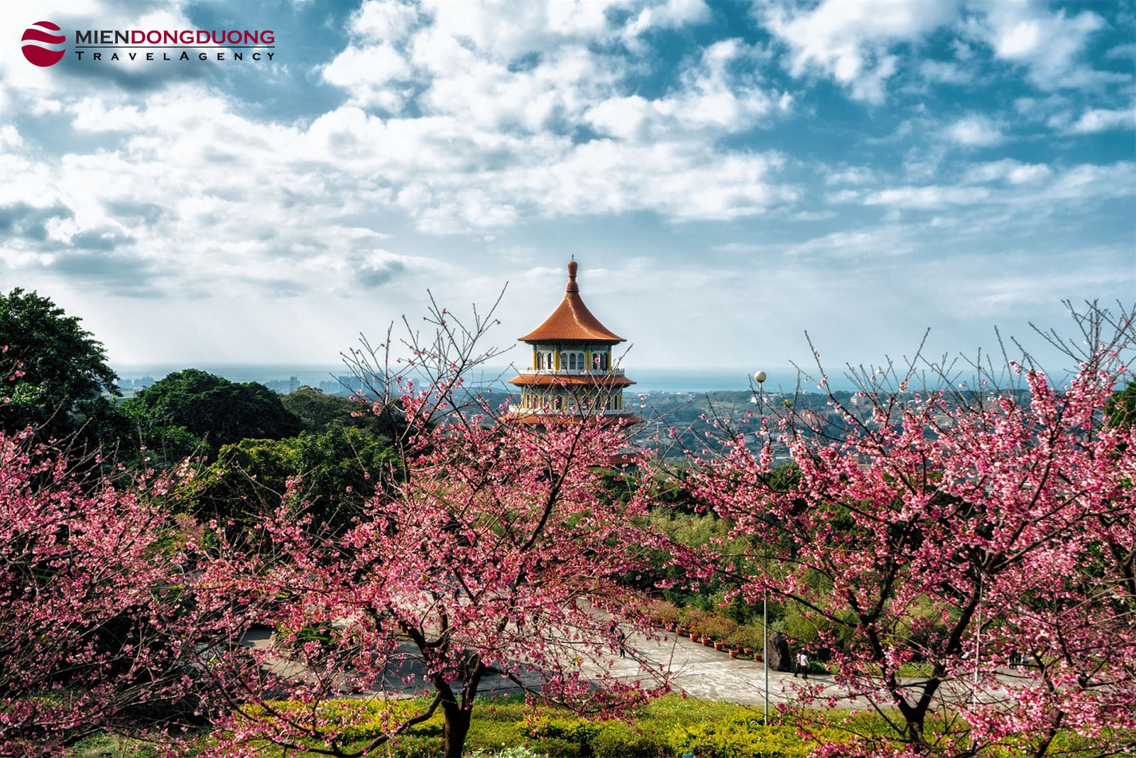 NGẮM HOA ANH ĐÀO ĐÀI LOAN 5N4Đ